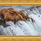 Grizzly Bears Fishing for Salmon at Katmai National Park Brooks Falls, Alaska