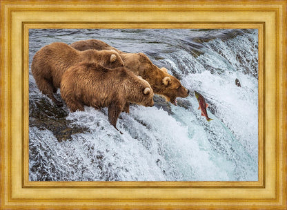 Grizzly Bears Fishing for Salmon at Katmai National Park Brooks Falls, Alaska
