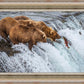 Grizzly Bears Fishing for Salmon at Katmai National Park Brooks Falls, Alaska