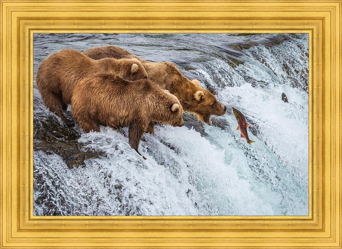 Grizzly Bears Fishing for Salmon at Katmai National Park Brooks Falls, Alaska