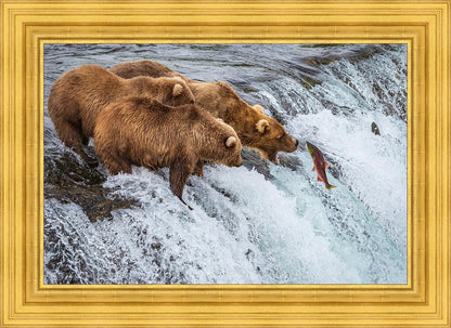 Grizzly Bears Fishing for Salmon at Katmai National Park Brooks Falls, Alaska