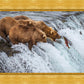 Grizzly Bears Fishing for Salmon at Katmai National Park Brooks Falls, Alaska