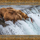 Grizzly Bears Fishing for Salmon at Katmai National Park Brooks Falls, Alaska