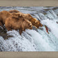 Grizzly Bears Fishing for Salmon at Katmai National Park Brooks Falls, Alaska