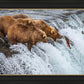Grizzly Bears Fishing for Salmon at Katmai National Park Brooks Falls, Alaska