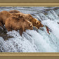 Grizzly Bears Fishing for Salmon at Katmai National Park Brooks Falls, Alaska