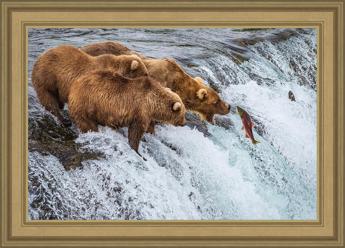 Grizzly Bears Fishing for Salmon at Katmai National Park Brooks Falls, Alaska