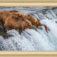 Grizzly Bears Fishing for Salmon at Katmai National Park Brooks Falls, Alaska