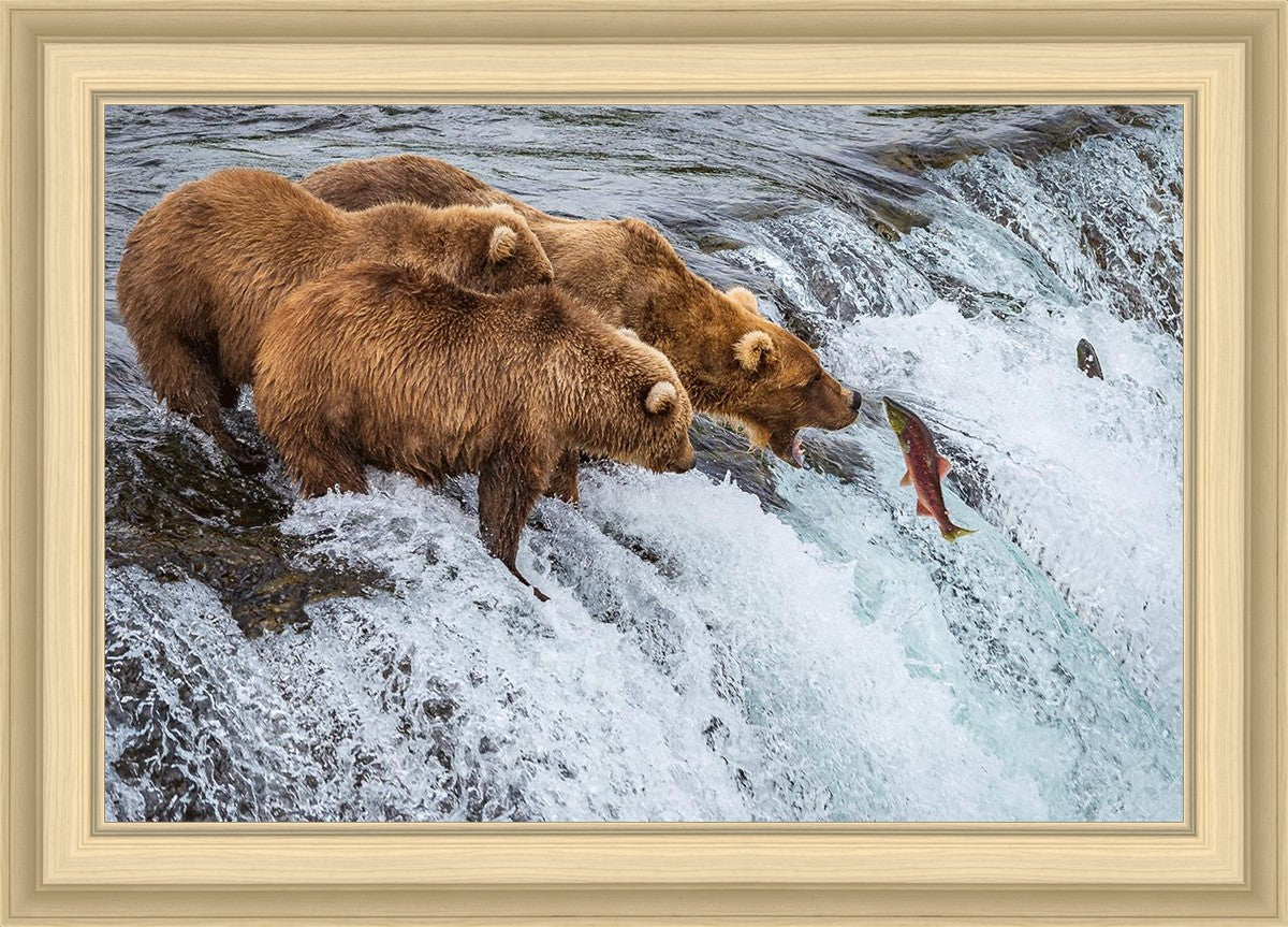 Grizzly Bears Fishing for Salmon at Katmai National Park Brooks Falls, Alaska
