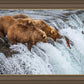 Grizzly Bears Fishing for Salmon at Katmai National Park Brooks Falls, Alaska