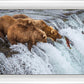 Grizzly Bears Fishing for Salmon at Katmai National Park Brooks Falls, Alaska