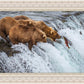 Grizzly Bears Fishing for Salmon at Katmai National Park Brooks Falls, Alaska