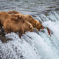 Grizzly Bears Fishing for Salmon at Katmai National Park Brooks Falls, Alaska