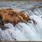 Grizzly Bears Fishing for Salmon at Katmai National Park Brooks Falls, Alaska