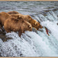 Grizzly Bears Fishing for Salmon at Katmai National Park Brooks Falls, Alaska