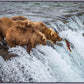 Grizzly Bears Fishing for Salmon at Katmai National Park Brooks Falls, Alaska
