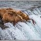 Grizzly Bears Fishing for Salmon at Katmai National Park Brooks Falls, Alaska