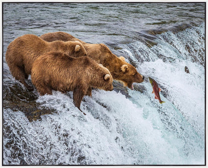 Grizzly Bears Fishing for Salmon at Katmai National Park Brooks Falls, Alaska