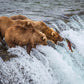 Grizzly Bears Fishing for Salmon at Katmai National Park Brooks Falls, Alaska