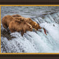 Grizzly Bears Fishing for Salmon at Katmai National Park Brooks Falls, Alaska