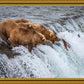 Grizzly Bears Fishing for Salmon at Katmai National Park Brooks Falls, Alaska
