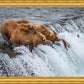 Grizzly Bears Fishing for Salmon at Katmai National Park Brooks Falls, Alaska