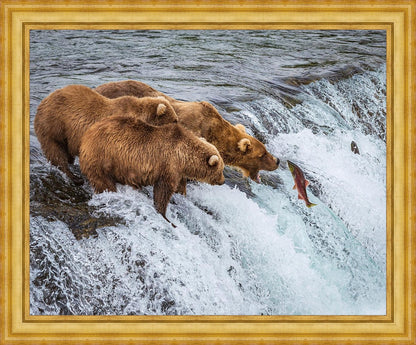 Grizzly Bears Fishing for Salmon at Katmai National Park Brooks Falls, Alaska