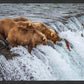 Grizzly Bears Fishing for Salmon at Katmai National Park Brooks Falls, Alaska