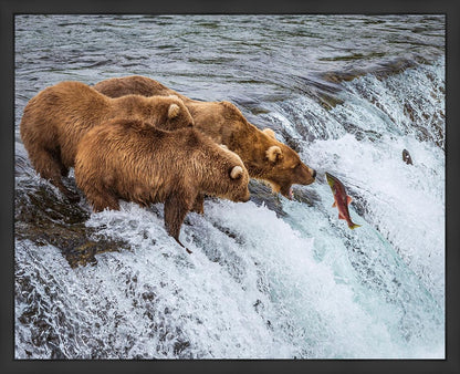 Grizzly Bears Fishing for Salmon at Katmai National Park Brooks Falls, Alaska