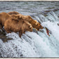 Grizzly Bears Fishing for Salmon at Katmai National Park Brooks Falls, Alaska