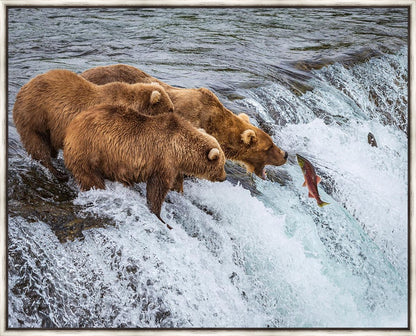 Grizzly Bears Fishing for Salmon at Katmai National Park Brooks Falls, Alaska