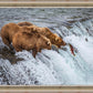 Grizzly Bears Fishing for Salmon at Katmai National Park Brooks Falls, Alaska