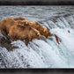 Grizzly Bears Fishing for Salmon at Katmai National Park Brooks Falls, Alaska