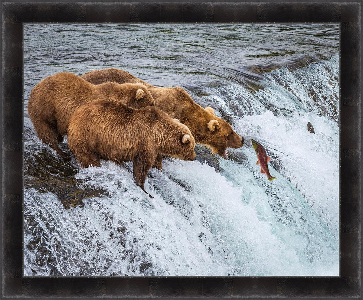 Grizzly Bears Fishing for Salmon at Katmai National Park Brooks Falls, Alaska