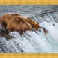 Grizzly Bears Fishing for Salmon at Katmai National Park Brooks Falls, Alaska