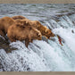Grizzly Bears Fishing for Salmon at Katmai National Park Brooks Falls, Alaska