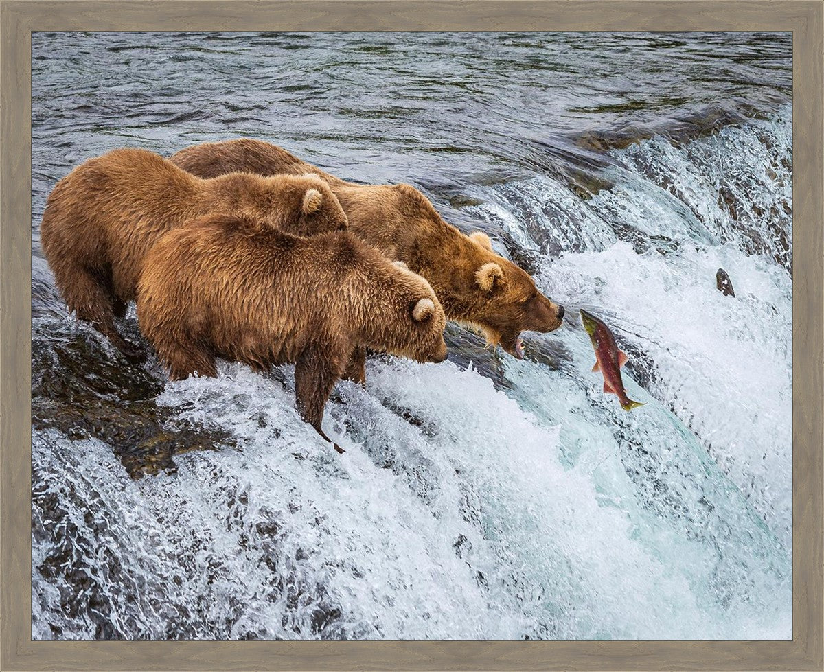 Grizzly Bears Fishing for Salmon at Katmai National Park Brooks Falls, Alaska