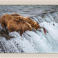 Grizzly Bears Fishing for Salmon at Katmai National Park Brooks Falls, Alaska