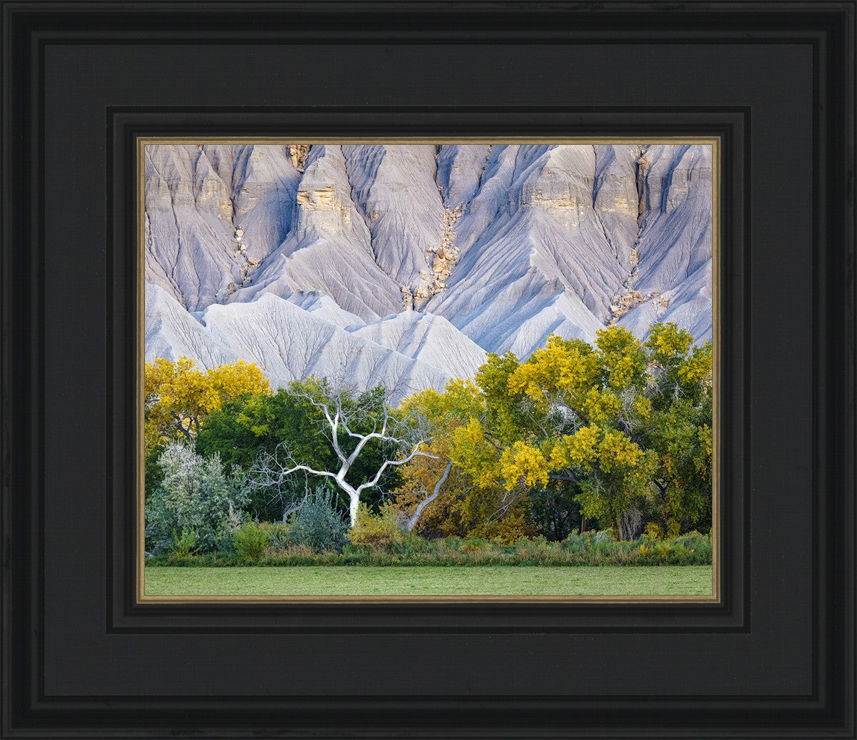 Ghost Tree