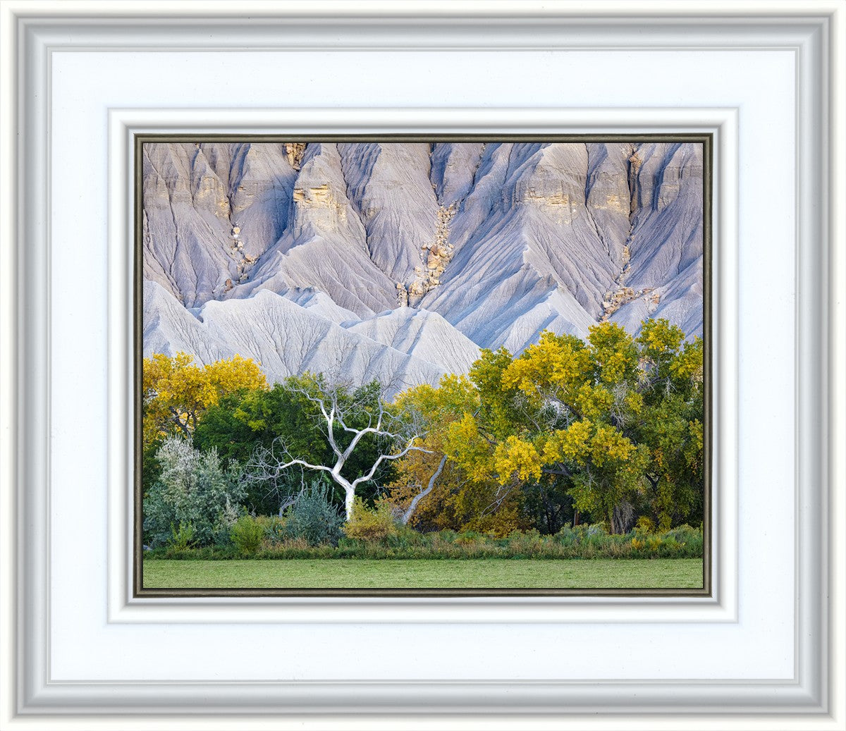 Ghost Tree