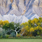 Ghost Tree