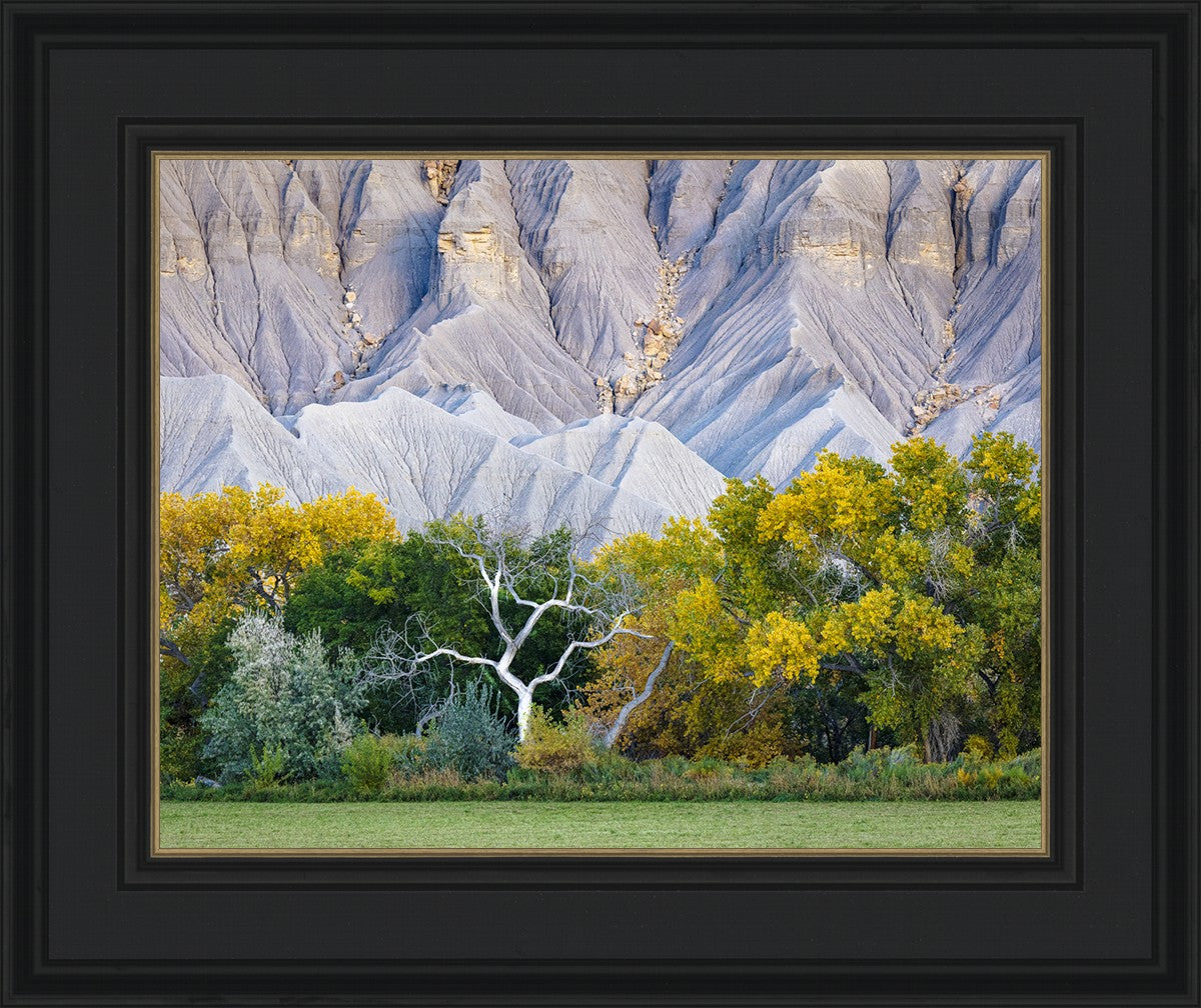 Ghost Tree