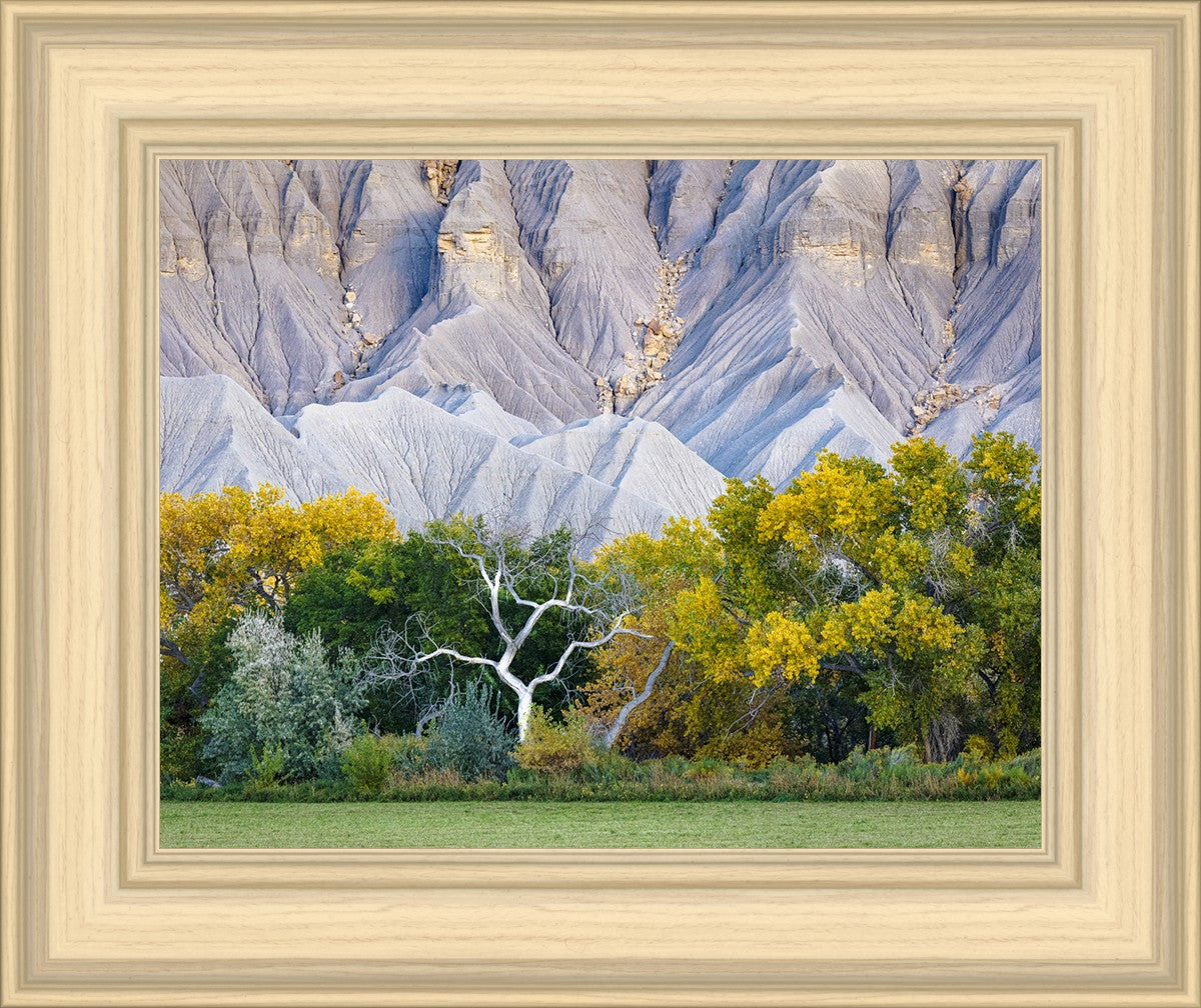 Ghost Tree
