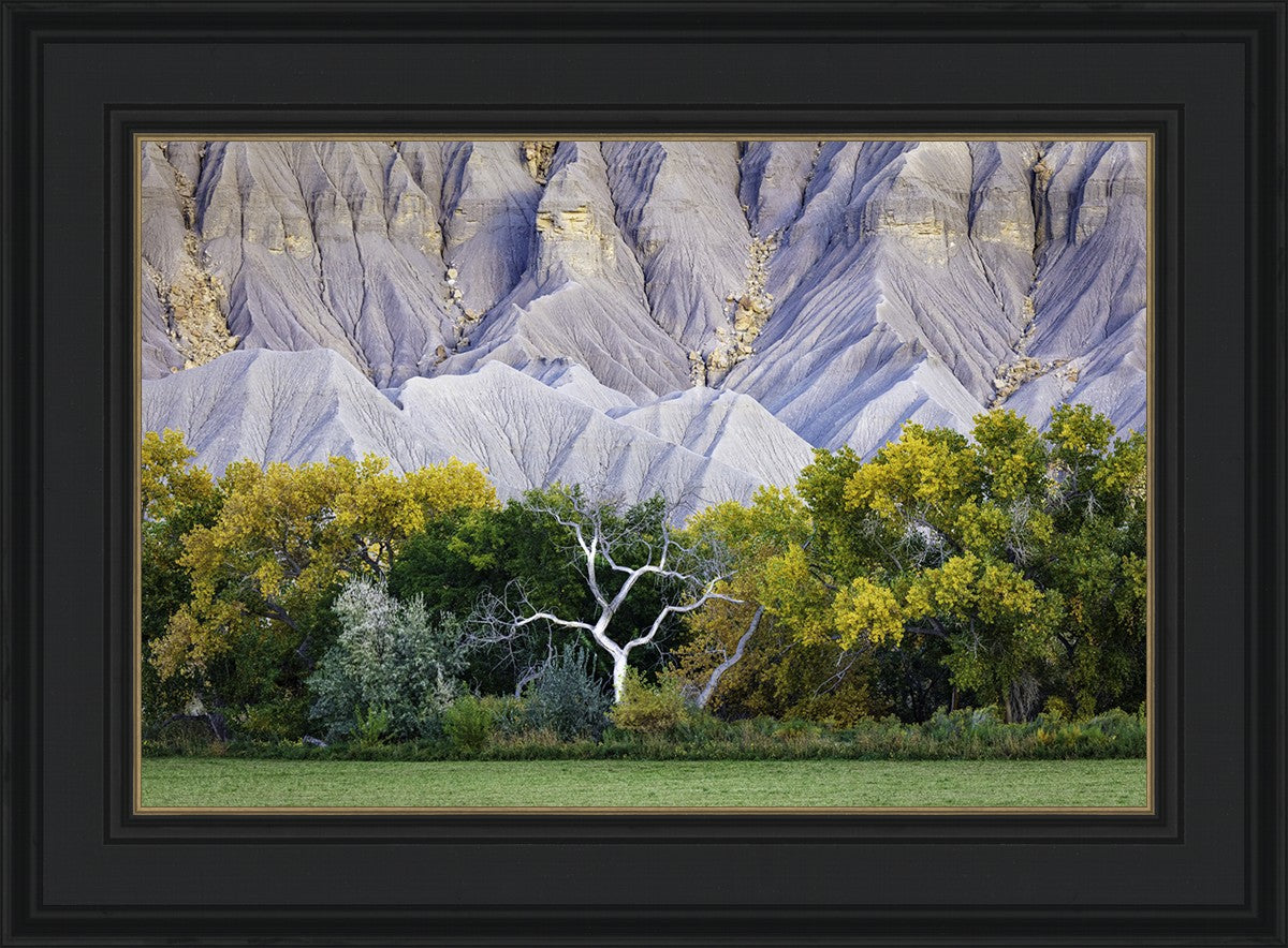 Ghost Tree