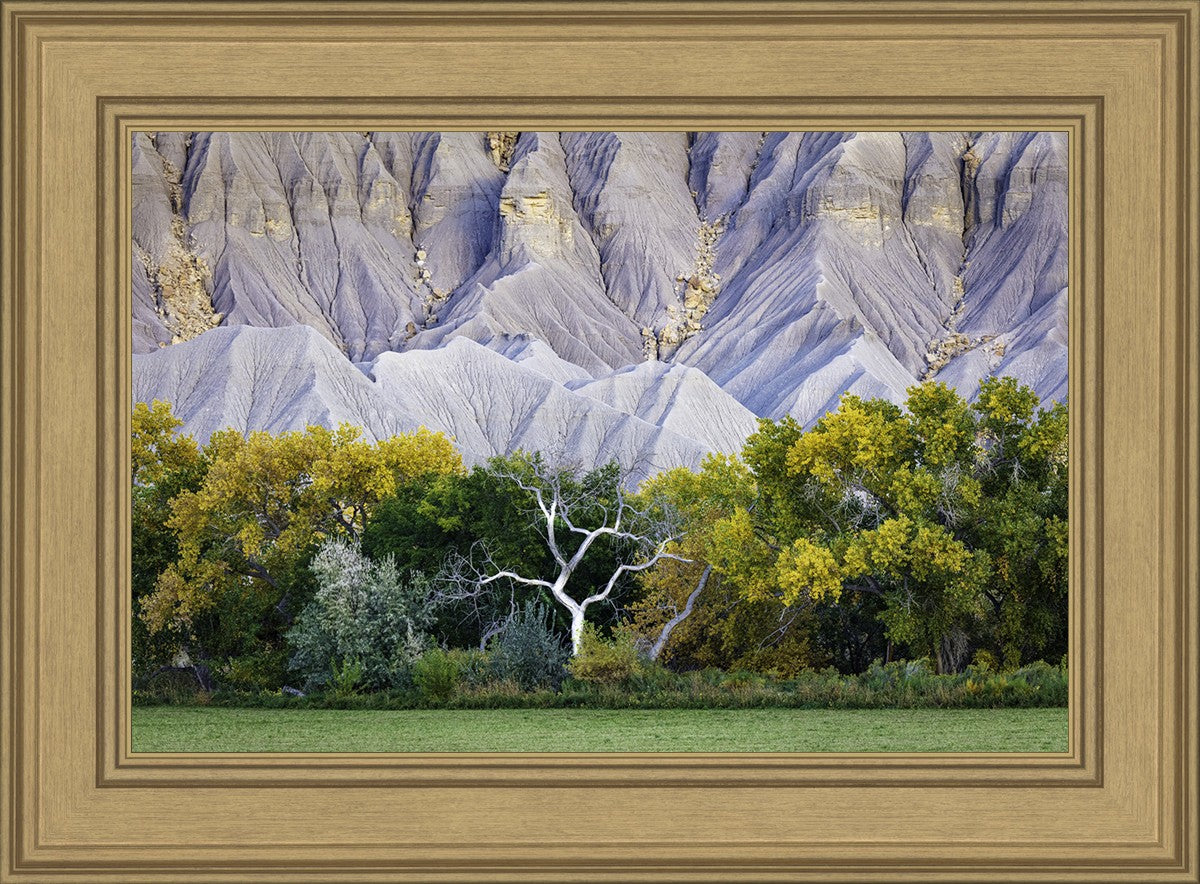 Ghost Tree