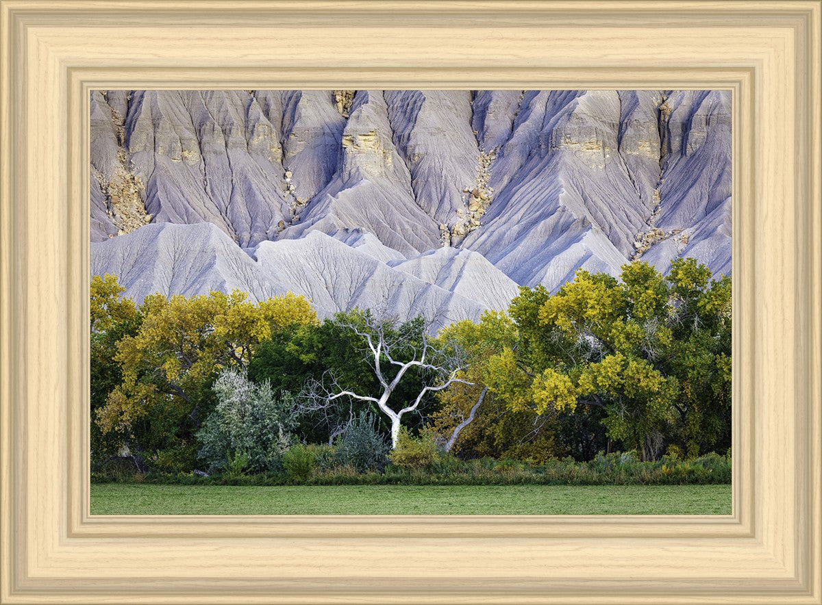 Ghost Tree