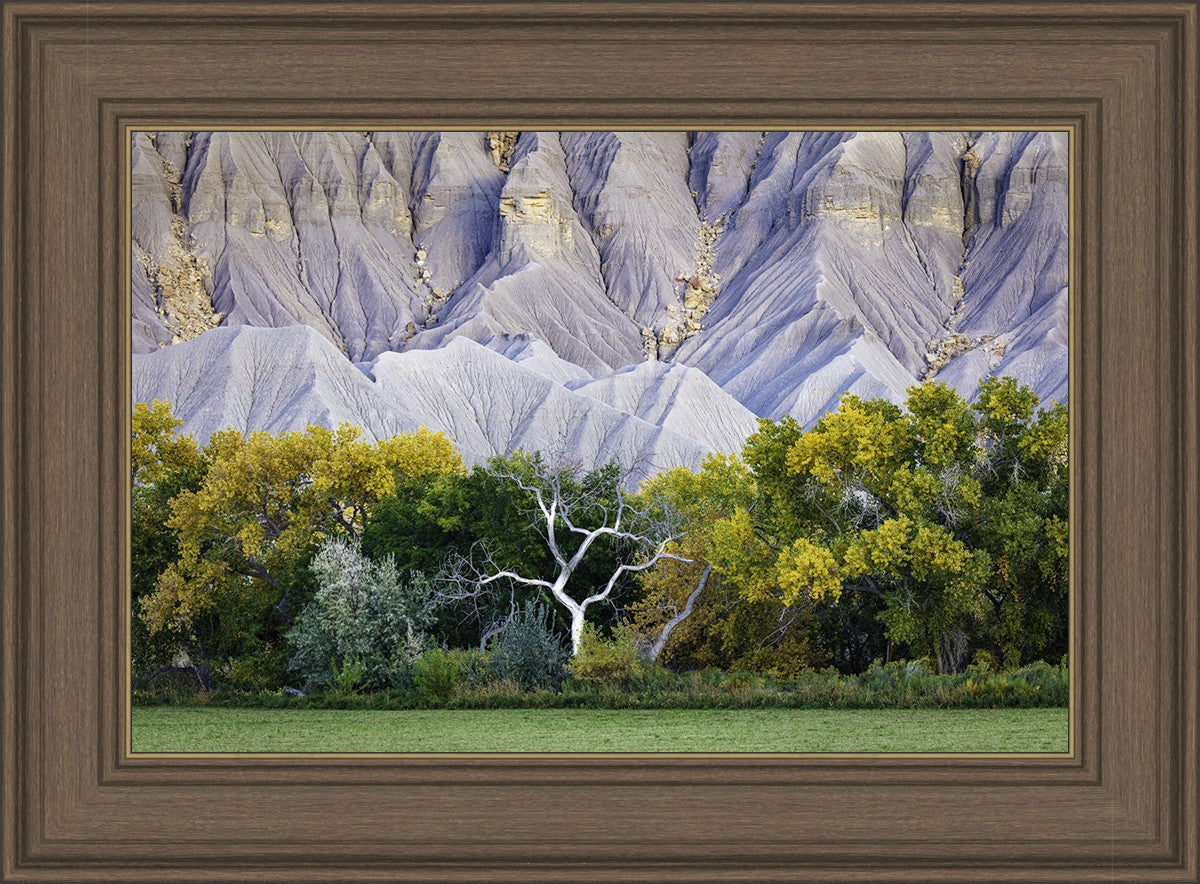 Ghost Tree