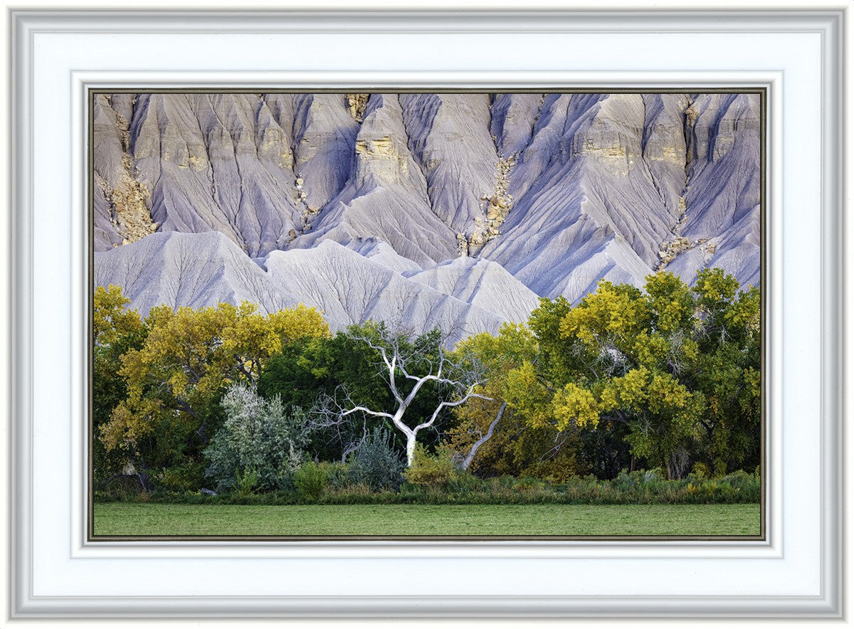Ghost Tree