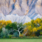 Ghost Tree