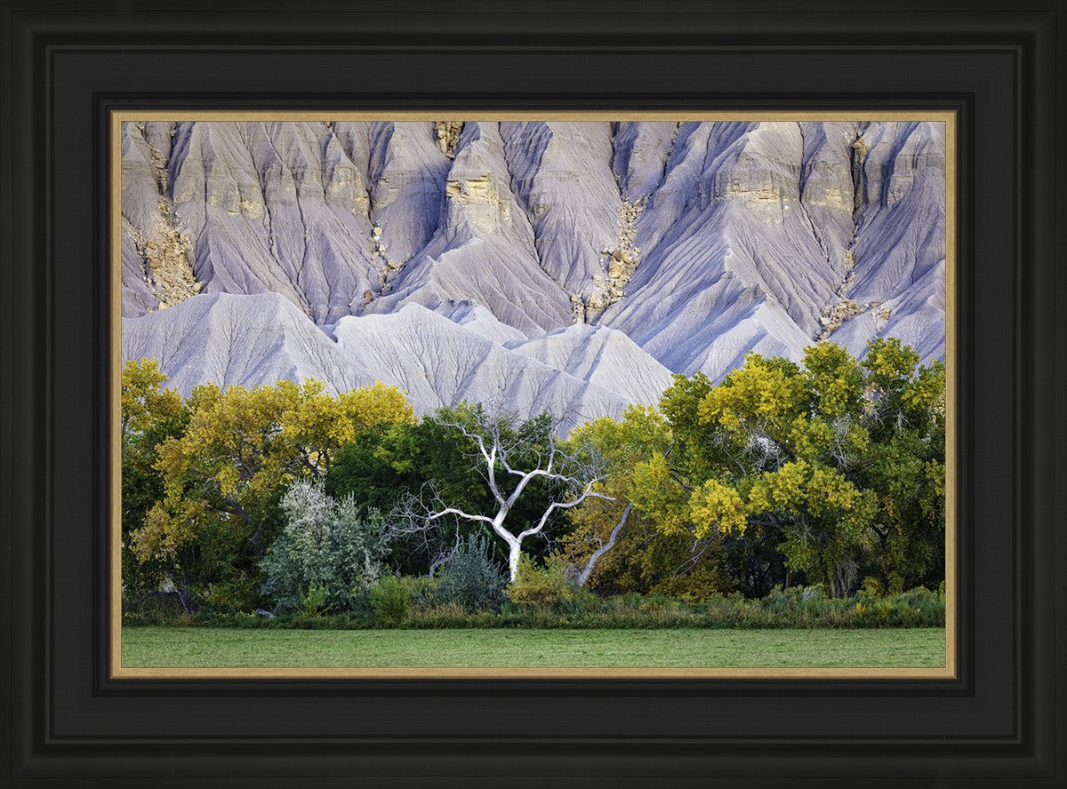 Ghost Tree